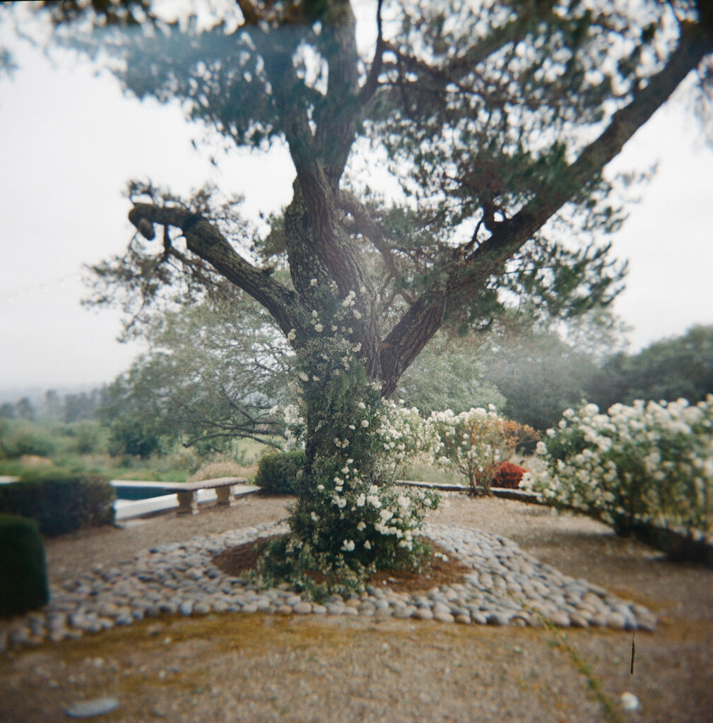 Sonoma wedding ceremony site beneath beautiful tree